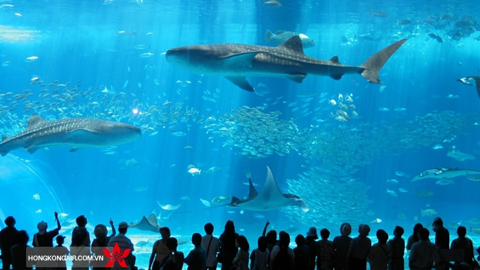 Thủy cung Okinawa Churaumi Aquarium