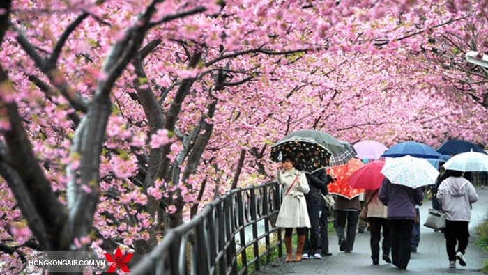 Mùa xuân Nhật Bản
