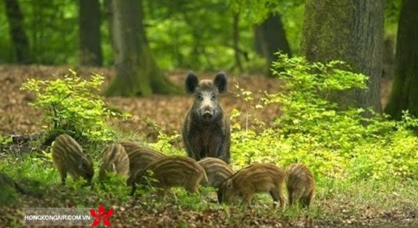 Công viên quốc gia Hoge Veluwe