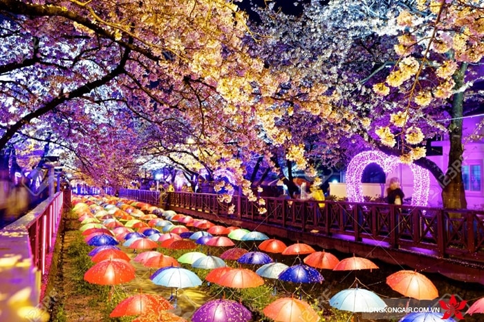 Lễ hội hoa anh đào ở Busan