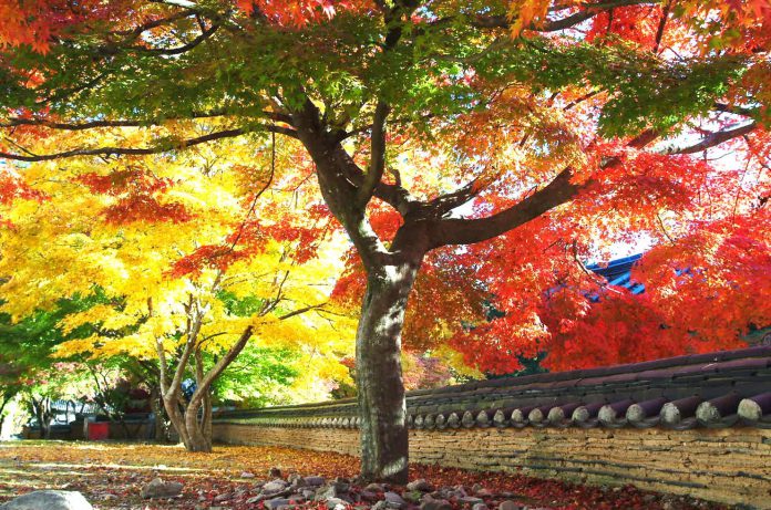 Thưởng thức vẻ đẹp của Busan qua bốn mùa